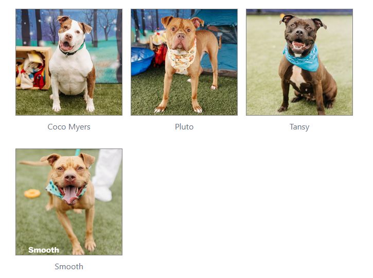 Dogs at risk of euthanasia at ACCT Philly shelter | Philadelphia, PA