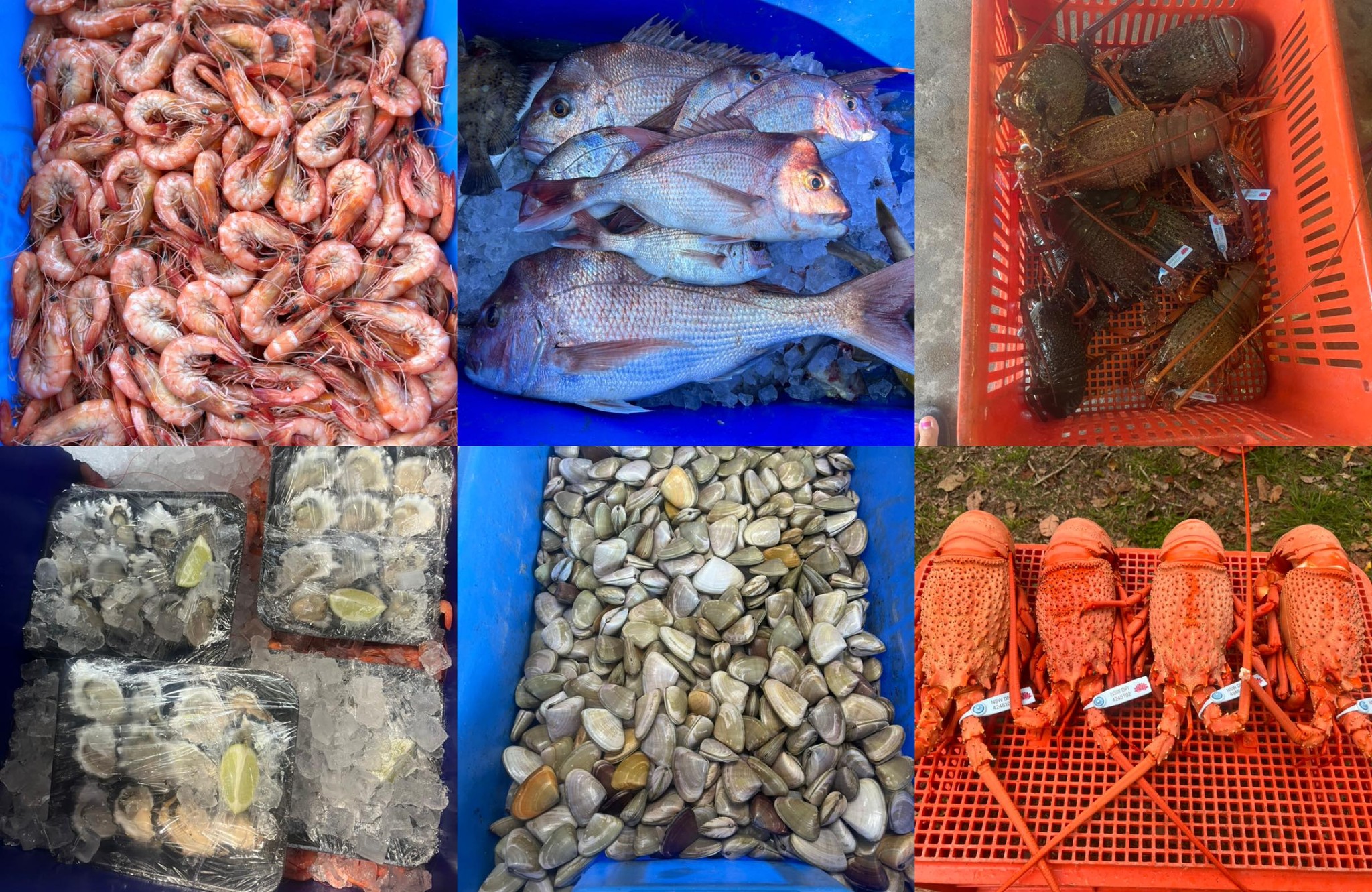 Point Plomer Fresh Seafoods