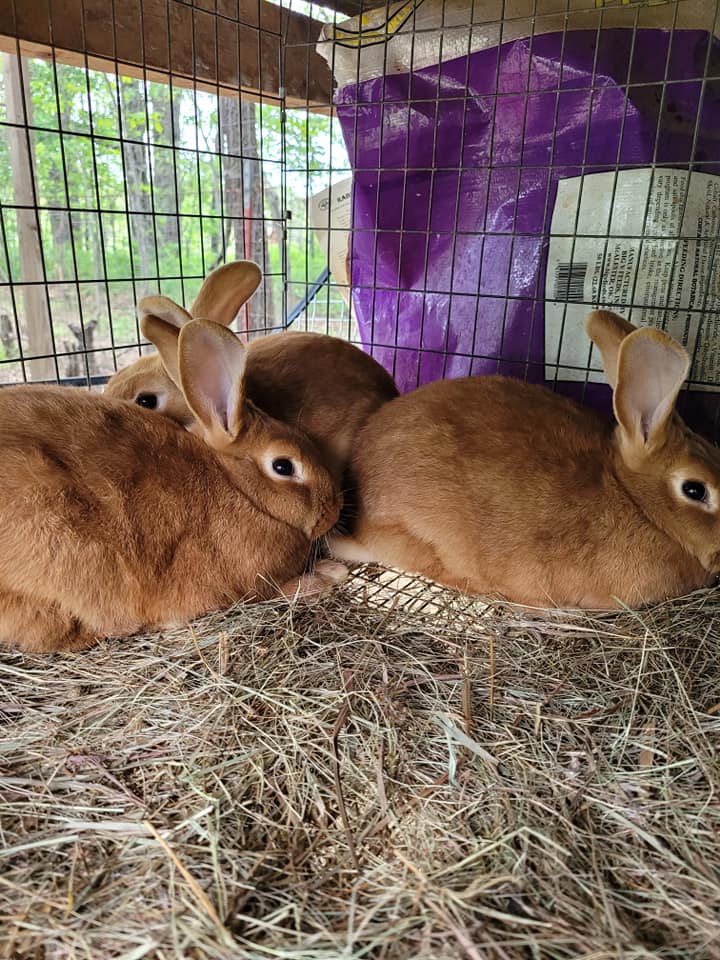 Wind Walker Rabbitry