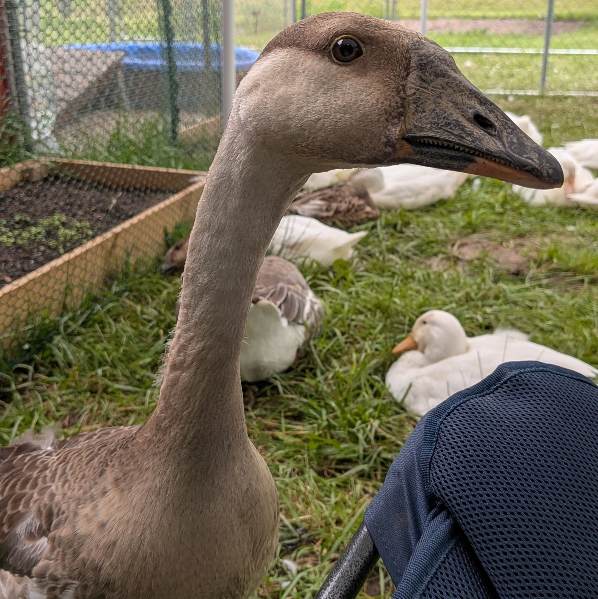 Raising Ducks and Geese | I'm new to Geese this year and we managed to ...