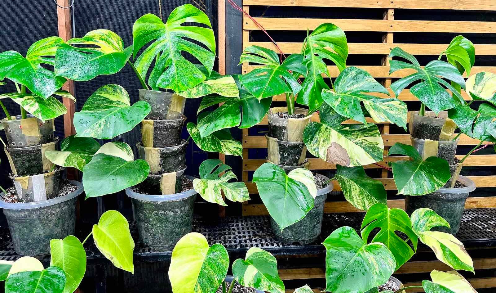 Air layering for aroids propagation