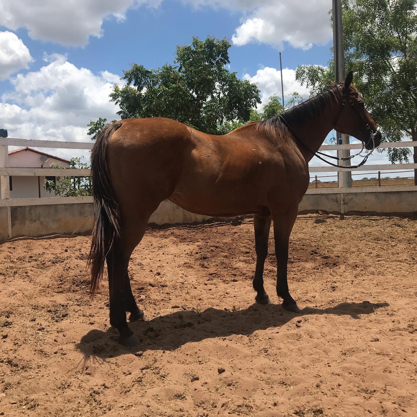 Docs Ranch