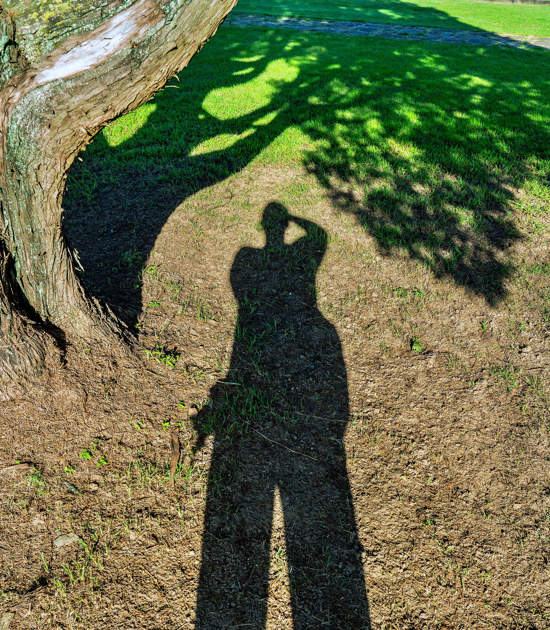 Big Tree Seekers | A giant ancient ginkgo tree waiting for yellow ...