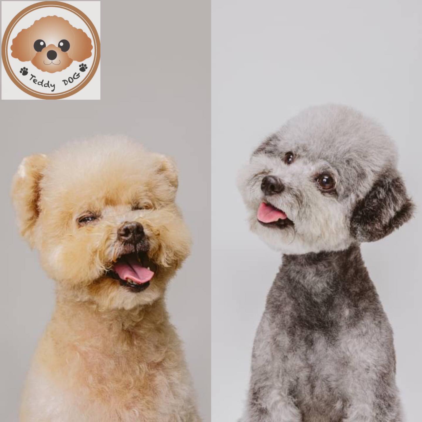 ️Teddy Dog 軍團 - 我們是波力/安寶 假日都會出沒在內湖迎風寵物公園 請大家多多指教😊 #貴賓 #貴賓狗... | Facebook