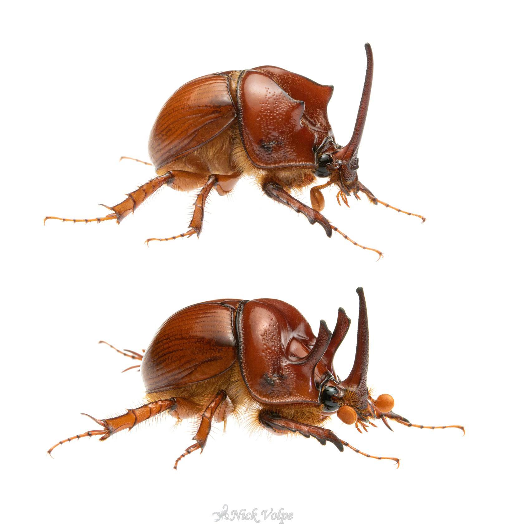 Australia Bolboceratidae sp. 25mm Sand turd beetles — Mallee