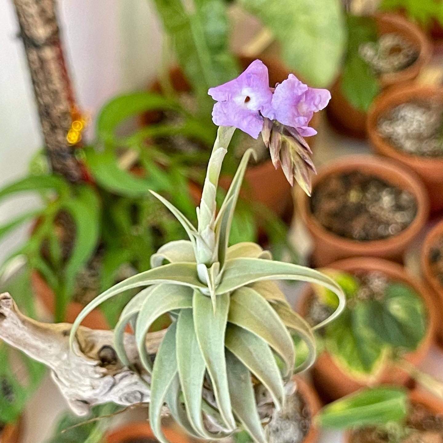 Skyz - streptocarpa 