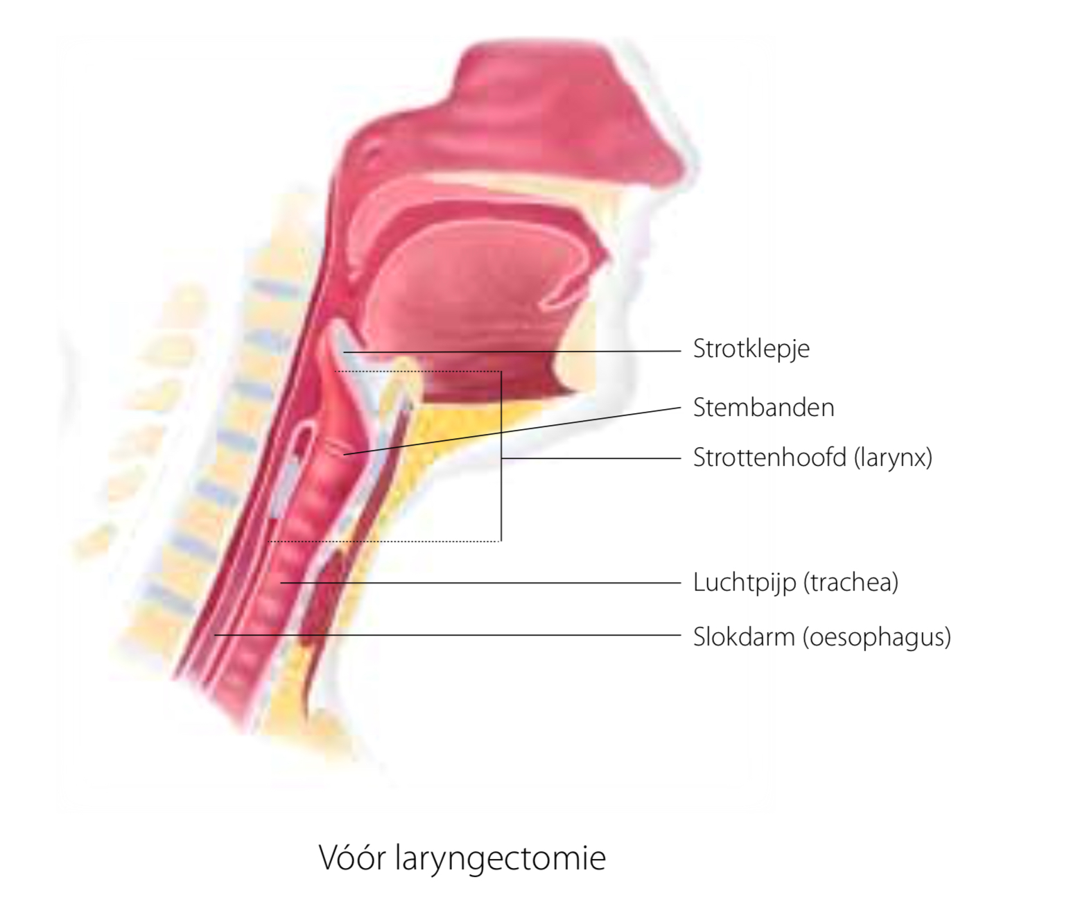 Slokdarm Anatomie Lagen