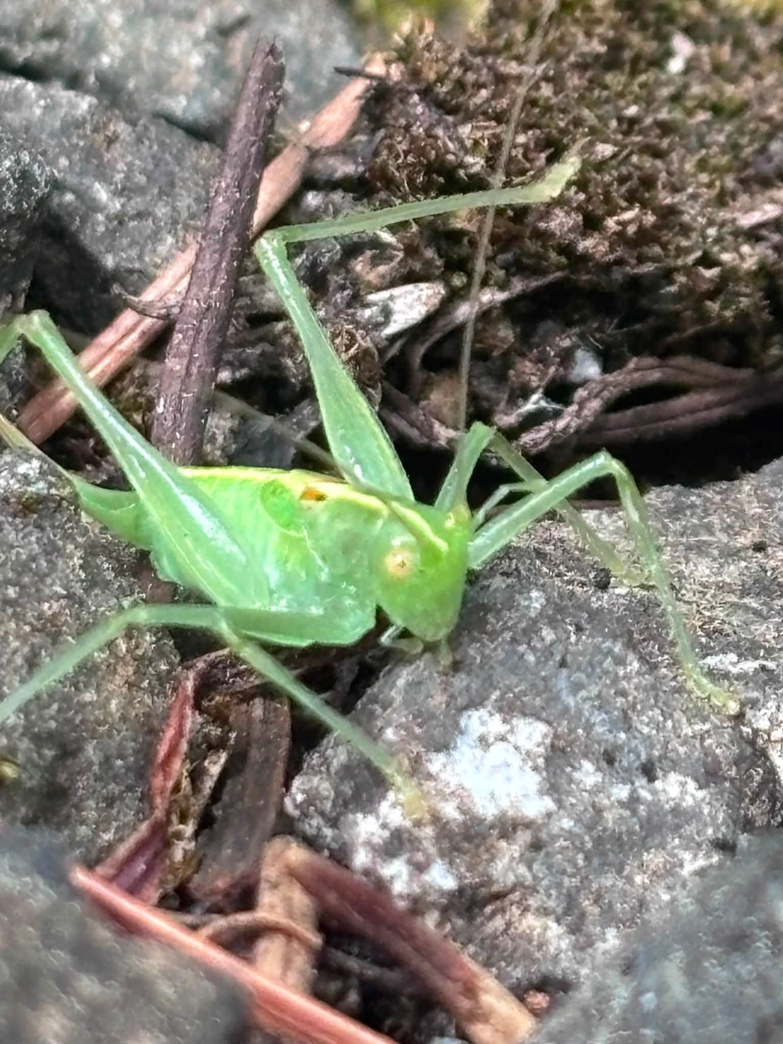 Southern oak bush cricket in Washington state