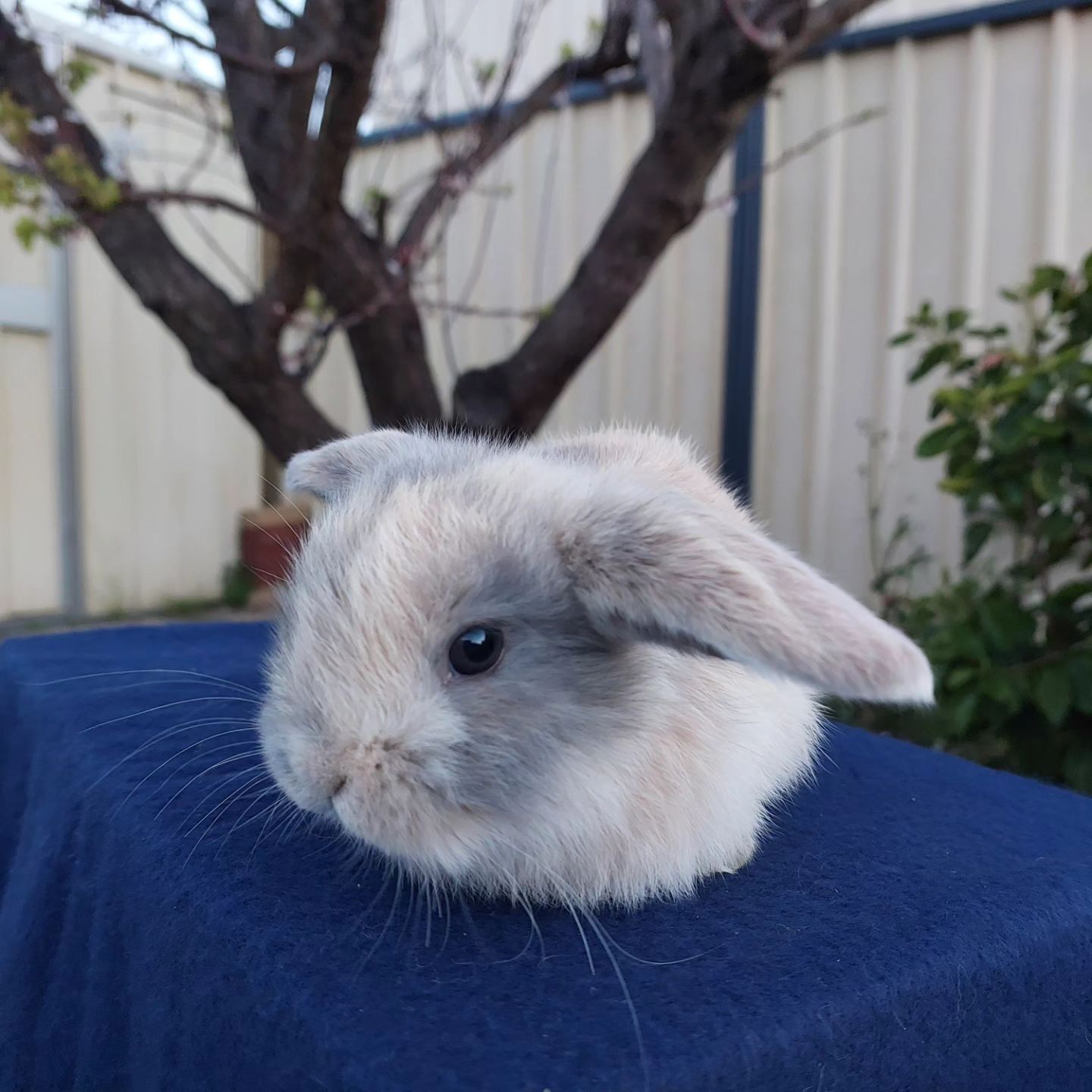 Shady Patches Rabbits | Perth WA