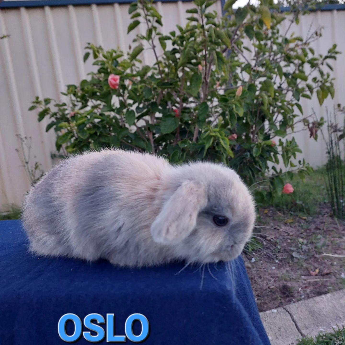 Shady Patches Rabbits | Perth WA