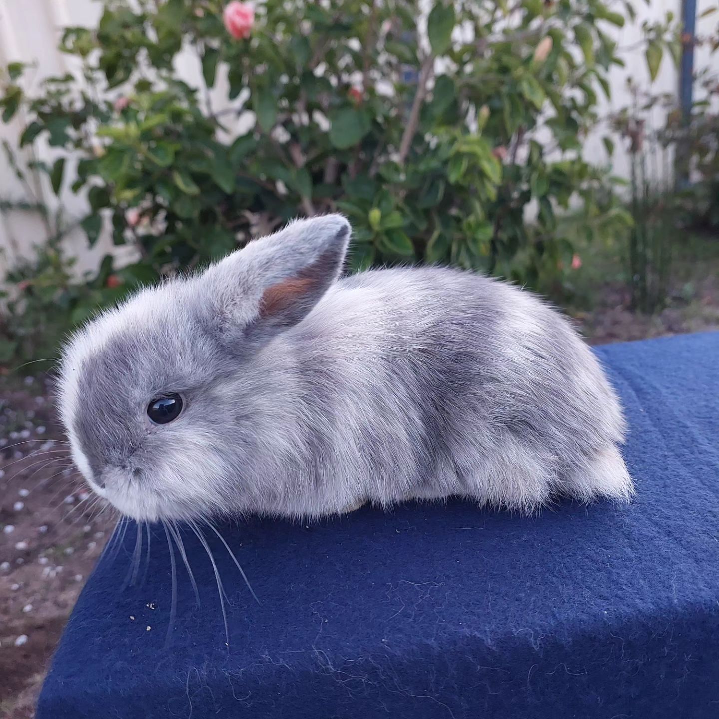 Shady Patches Rabbits | Perth WA