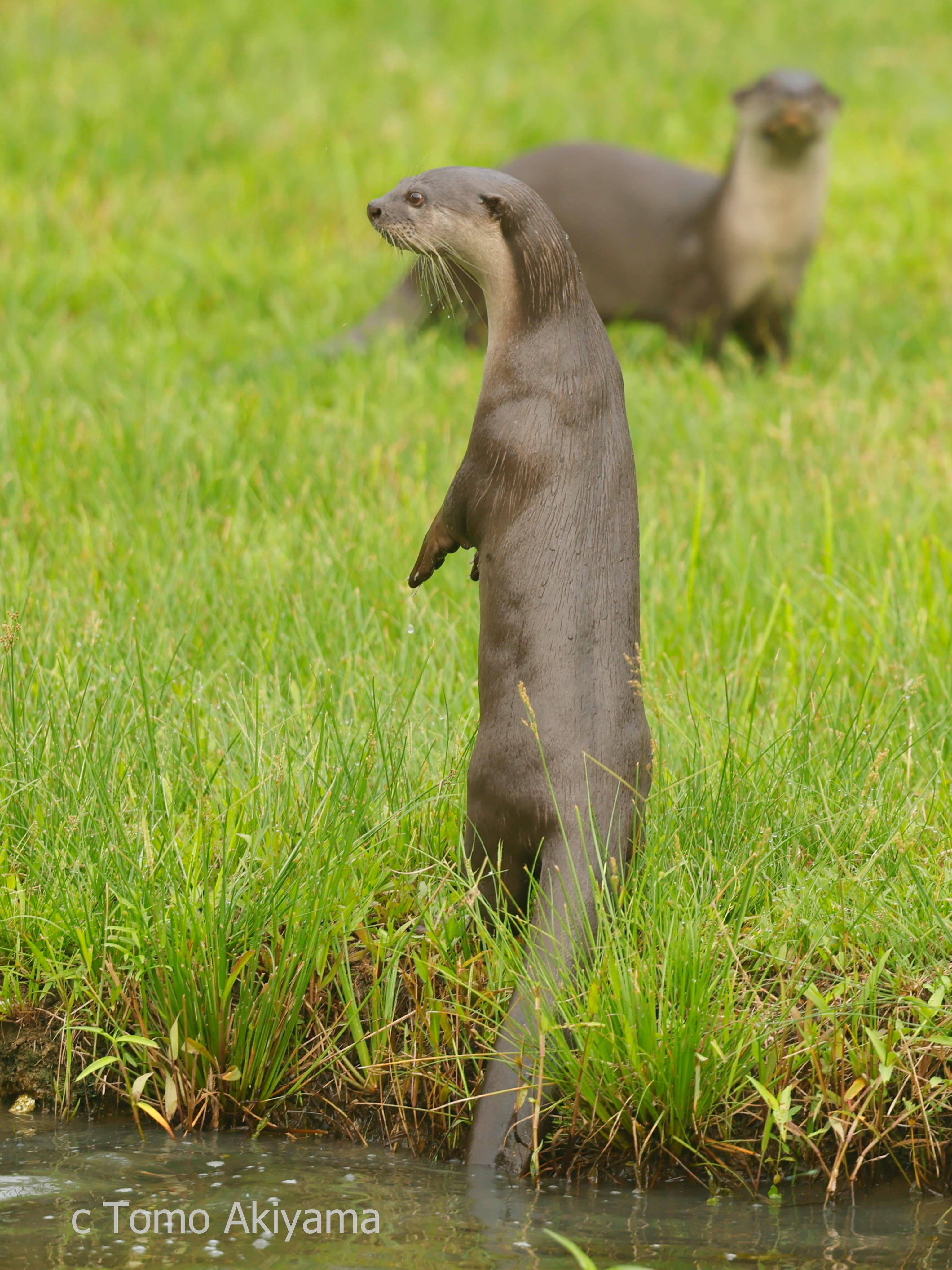 Memories of Borneo tour June 2026 6 ビロードカワウソ Smooth coat