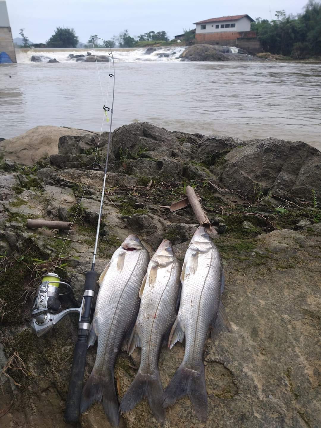 Master Fish | Curitiba PR