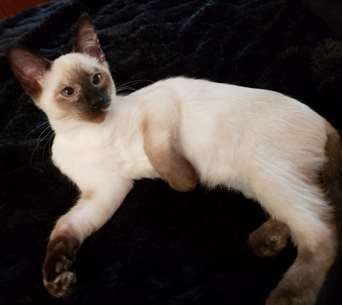 ️ADOPTED! ️ 💖... - Specialty Purebred CAT Rescue | Facebook