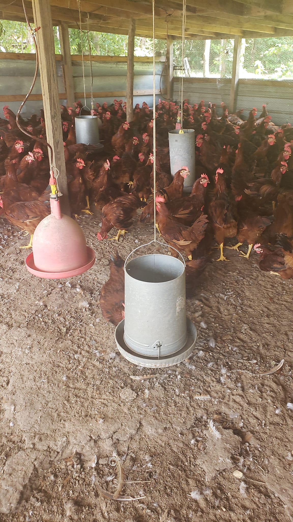 R & R Poultry and Livestock | New Hope AL