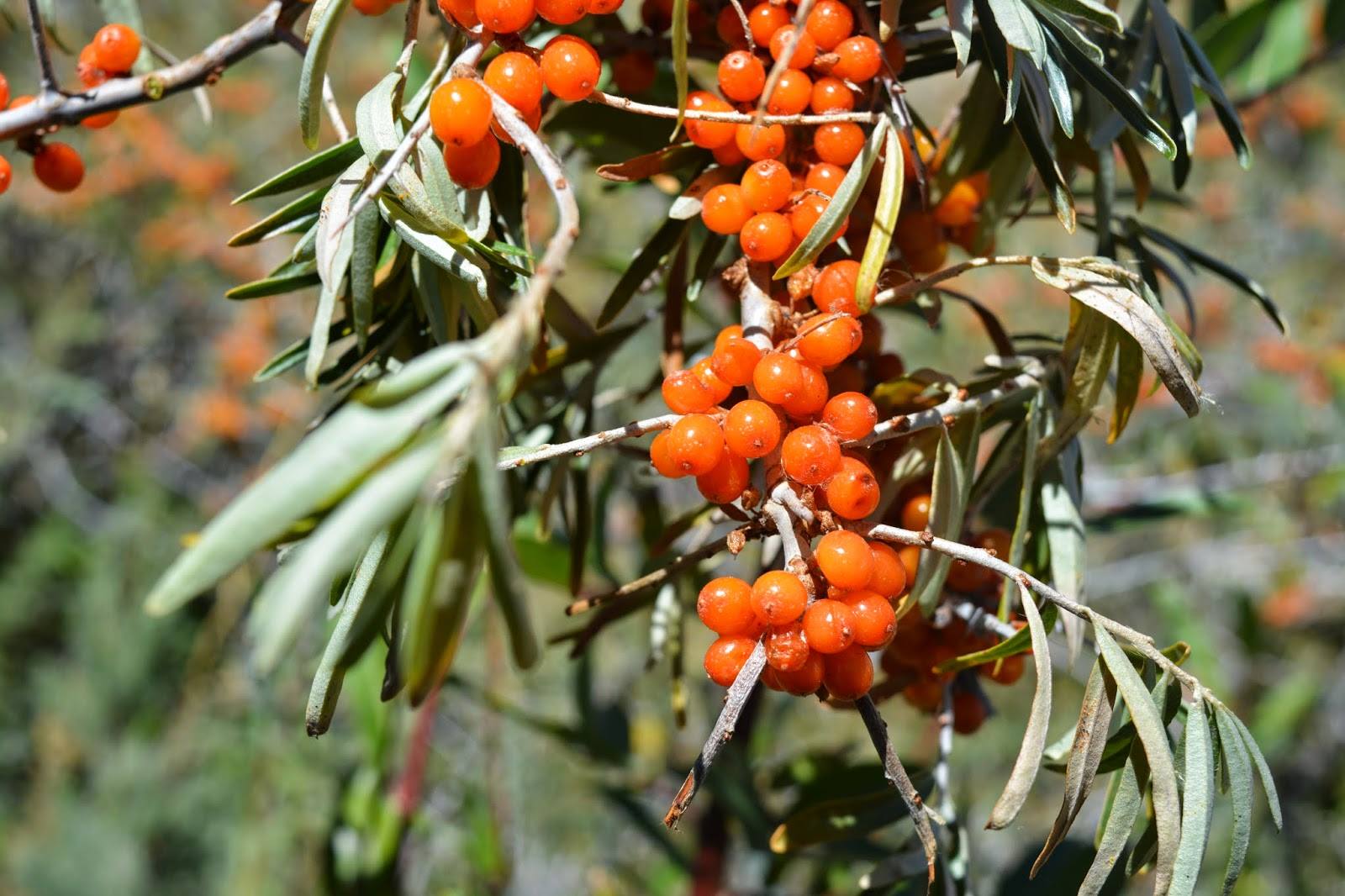 Himalayan Medicinal Plants