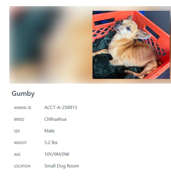 10-year-old Chihuahua rescue in Philadelphia, PA