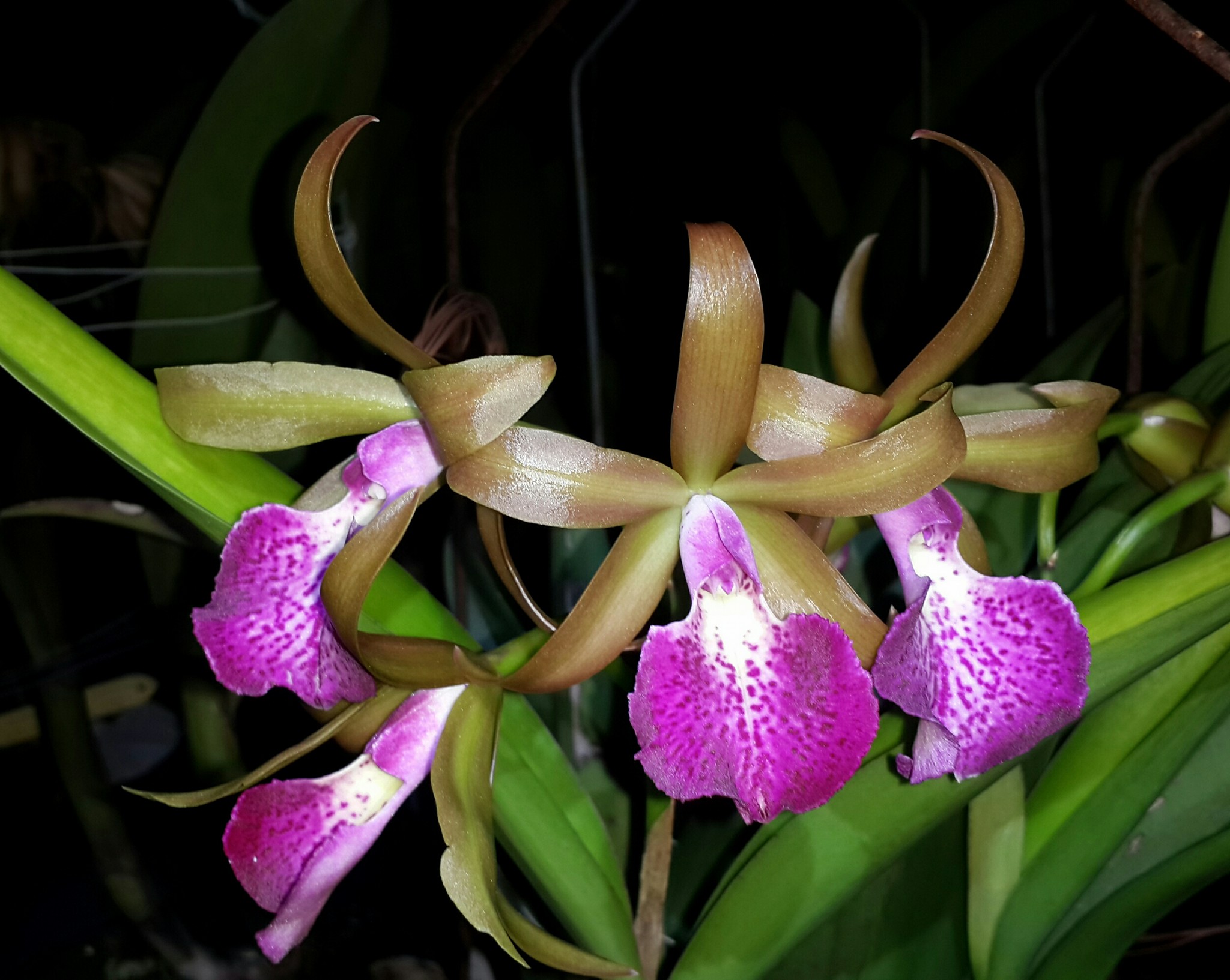 Blc. Memoria Helen Brown 'Sweet Afton' AM/AOS (pat.) STEWART ORCHIDS