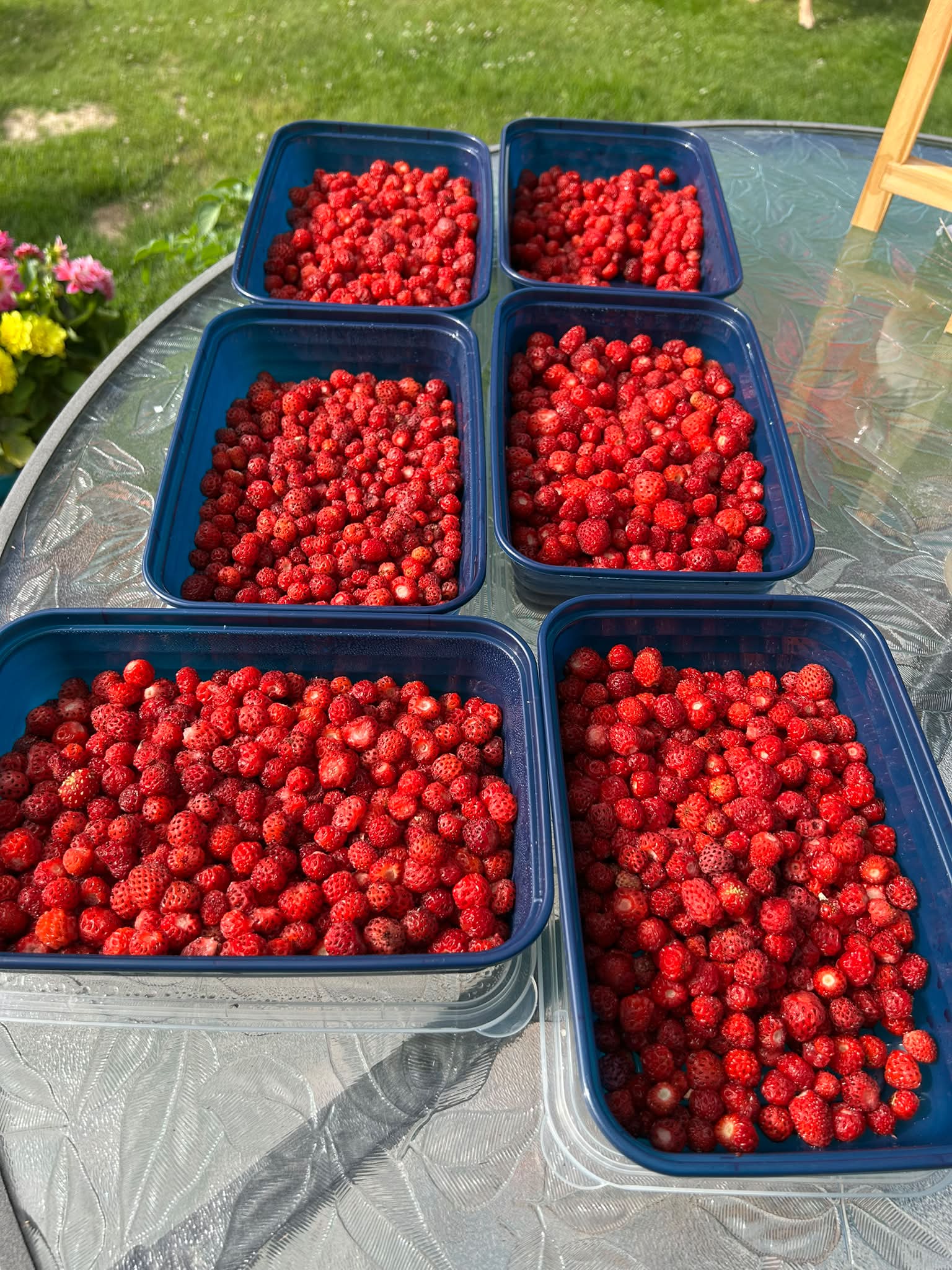 Where to find wild strawberries while camping?