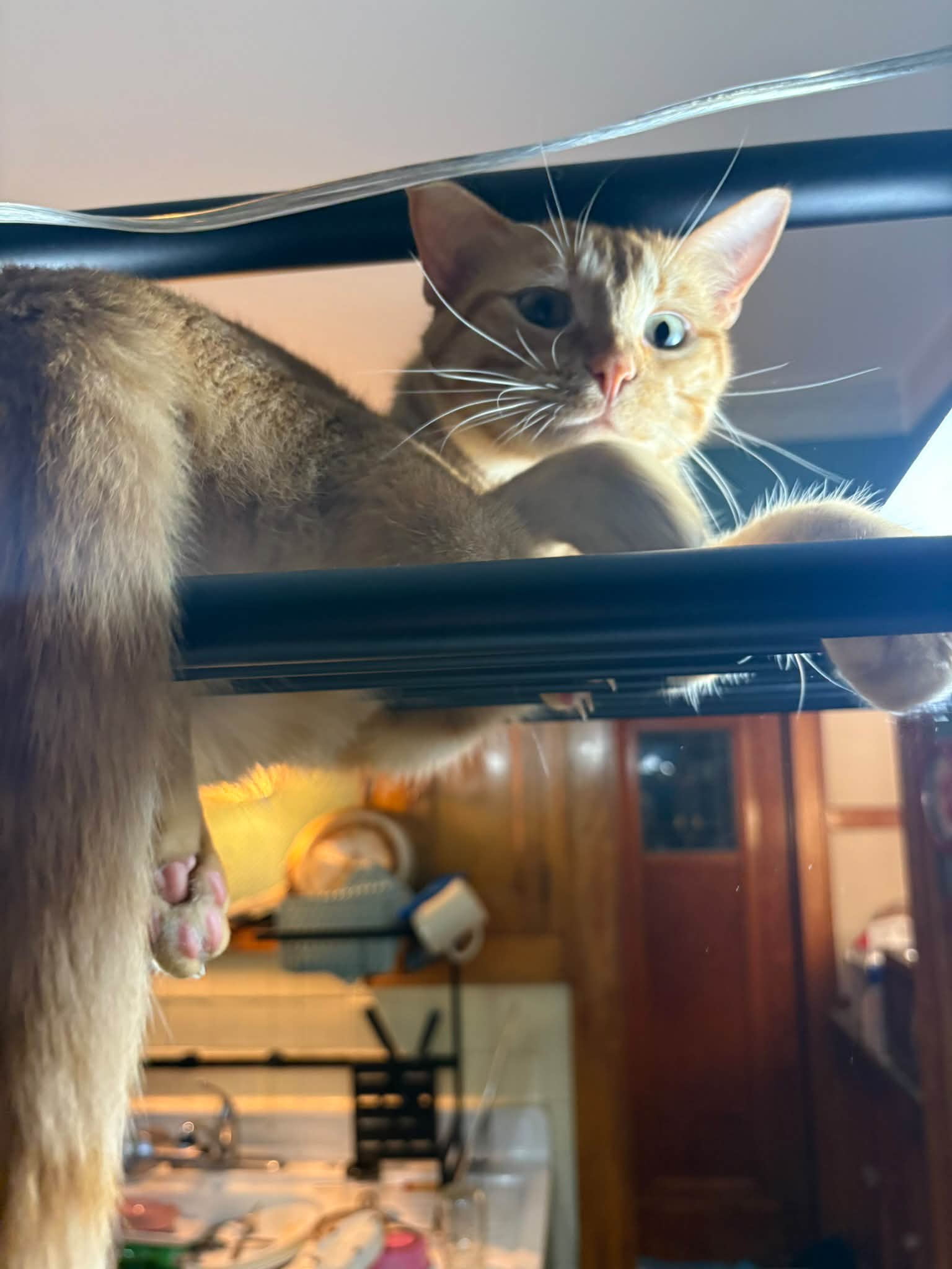 Yoshi and kitten's naughty behavior
