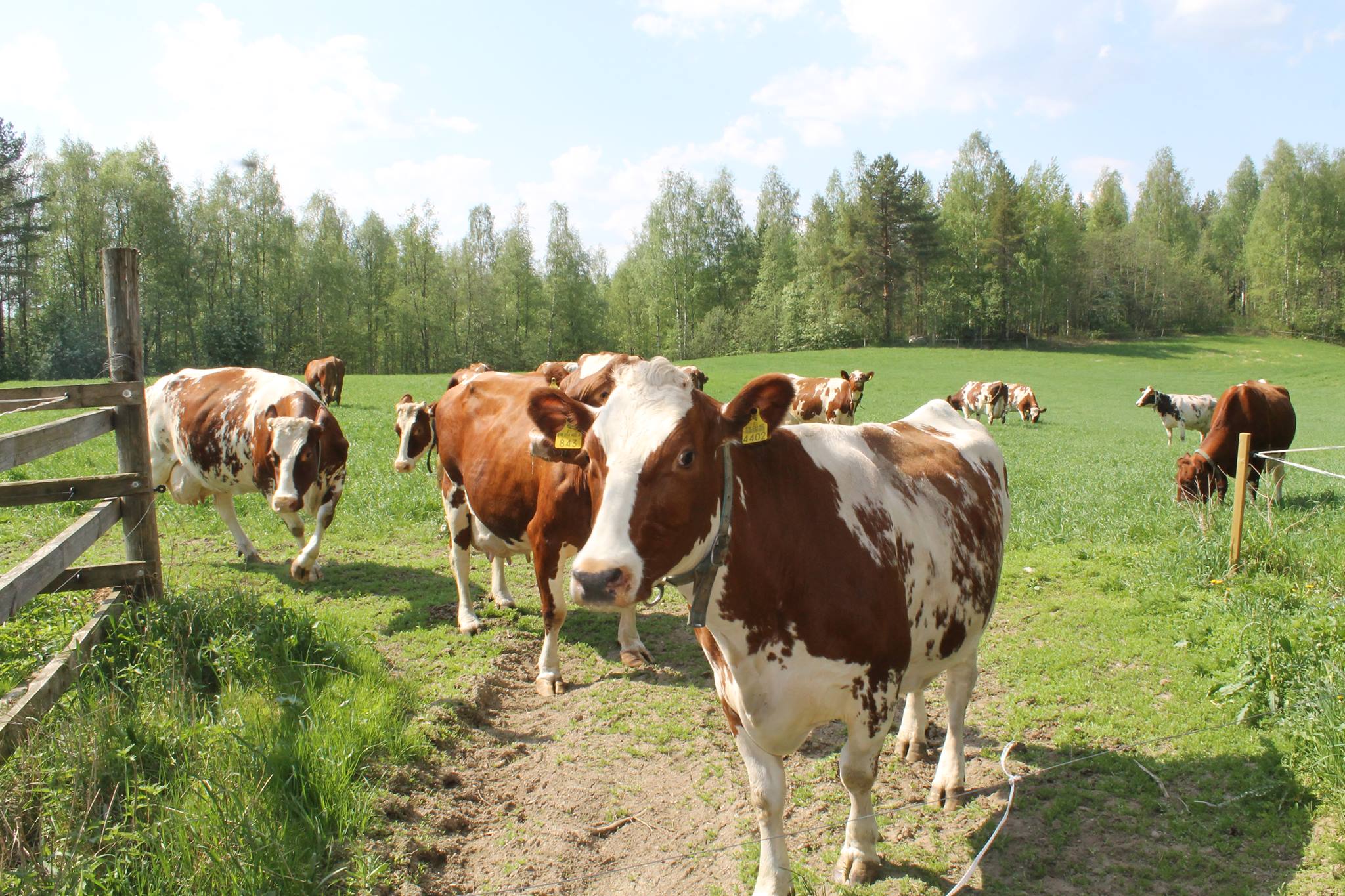 Lehmän kanssa touhuilua - Vanha rouva Vappu, 8 kertaa poikinut ...