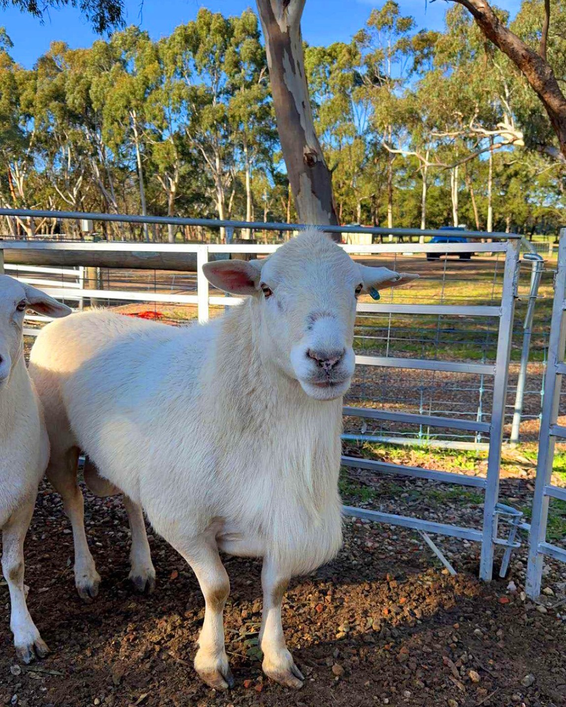 Flaxley Australian White Sheep | Flaxley SA