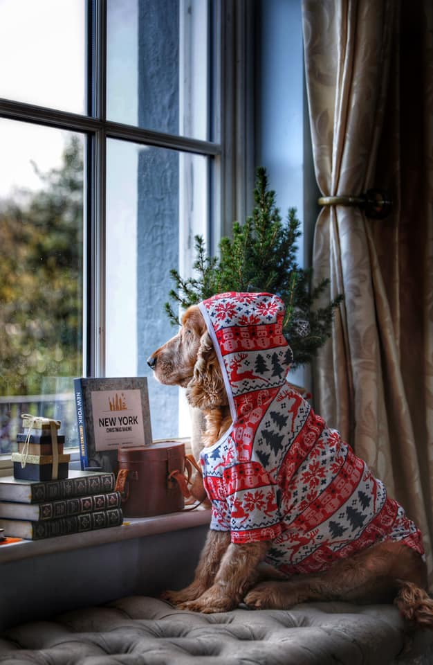 Jennifer Oppermann Food Stylist, Food Photographer & Food Writer