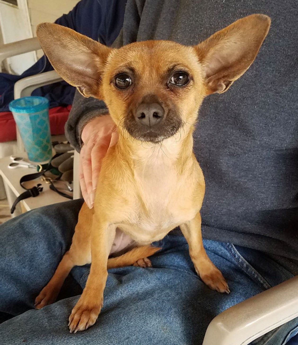 Can you guess the Star Wars... - Addicus' Legacy Dog Rescue