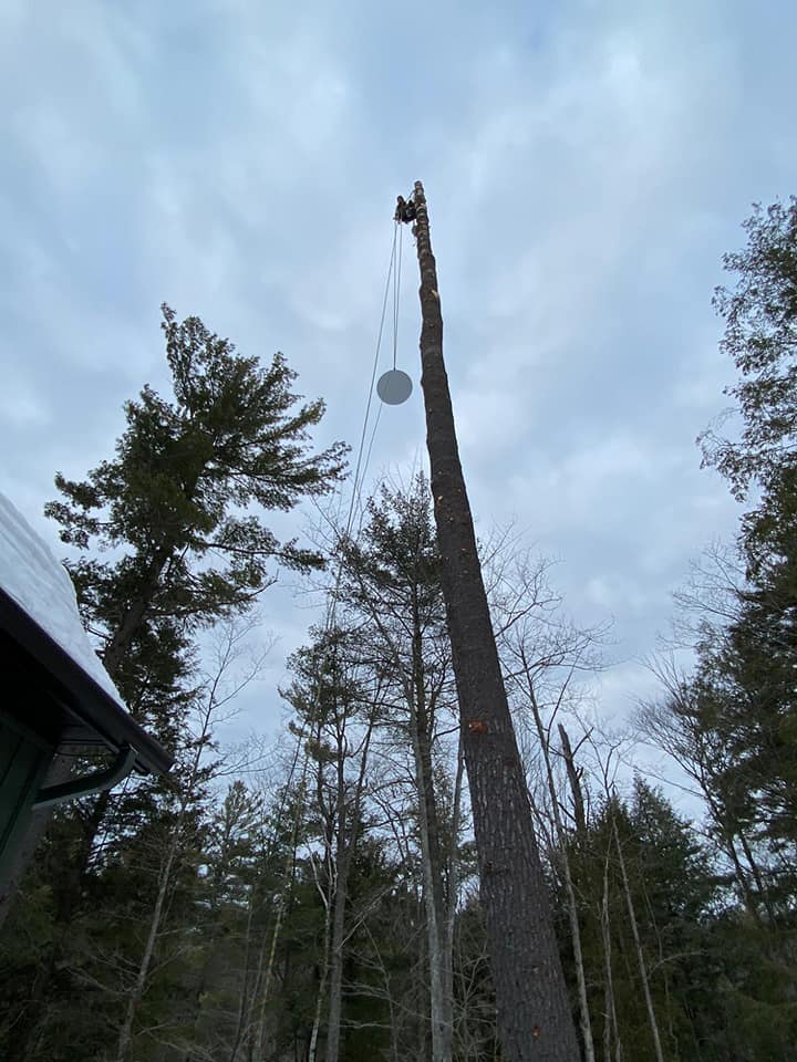 Sound Tree Service