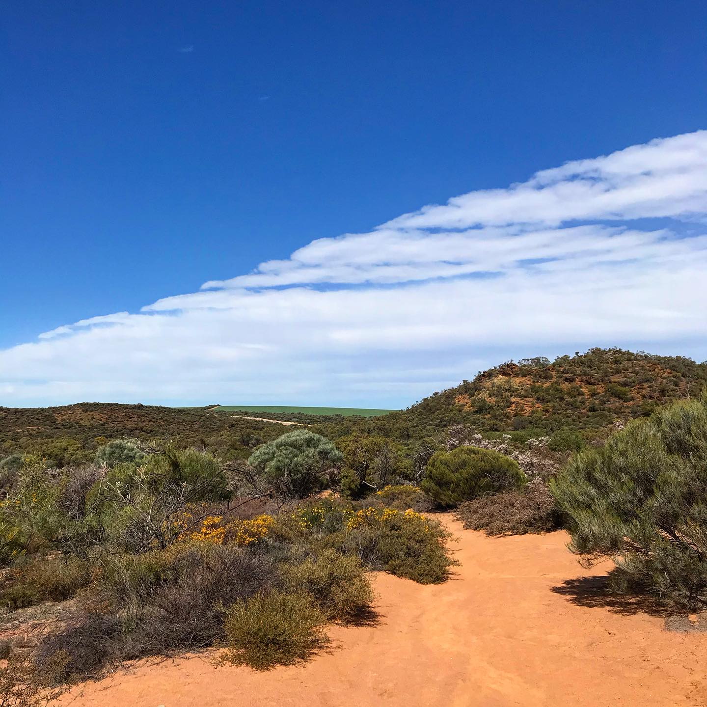 📸🌼 Here's some more great photos of... - Shire of Mingenew