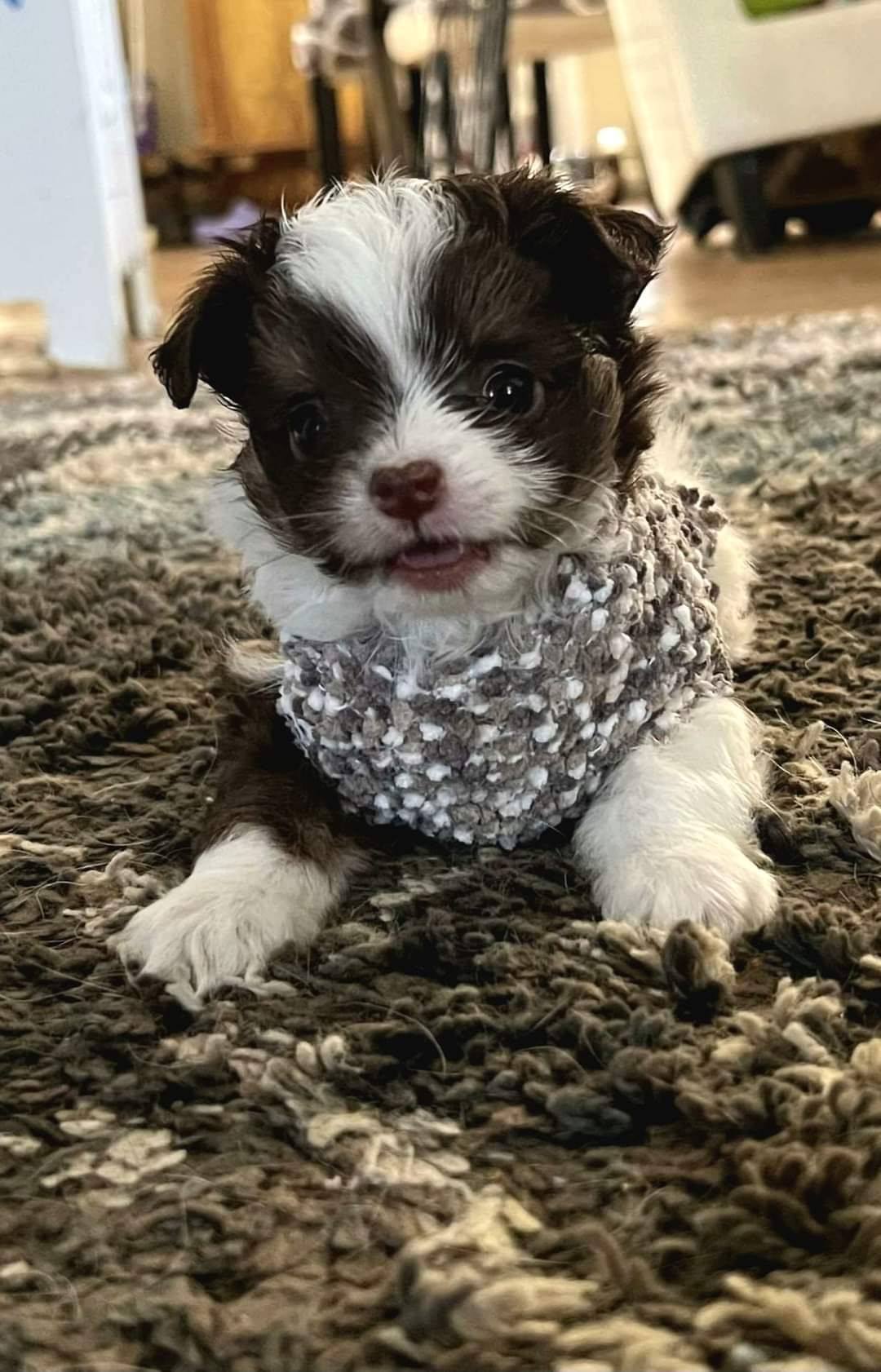 My Charlie Boy, in all his glory! LOL🥰😇