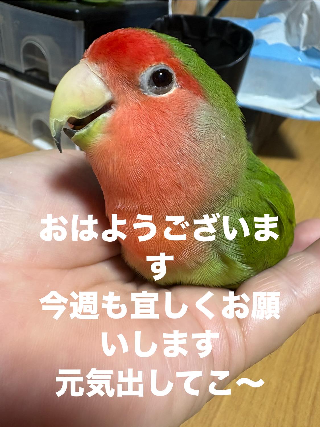 インコが大好き | Facebook