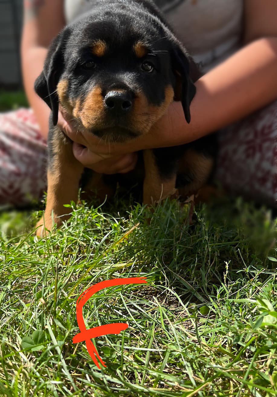 Buckeye Rottweiler’s