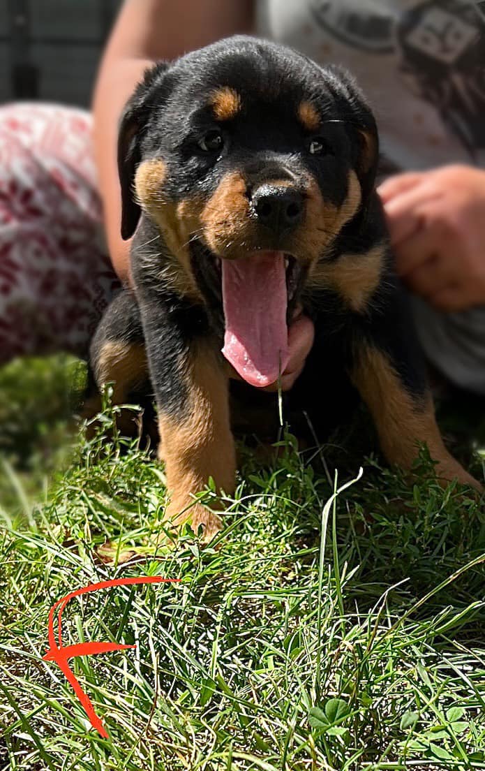 Buckeye Rottweiler’s