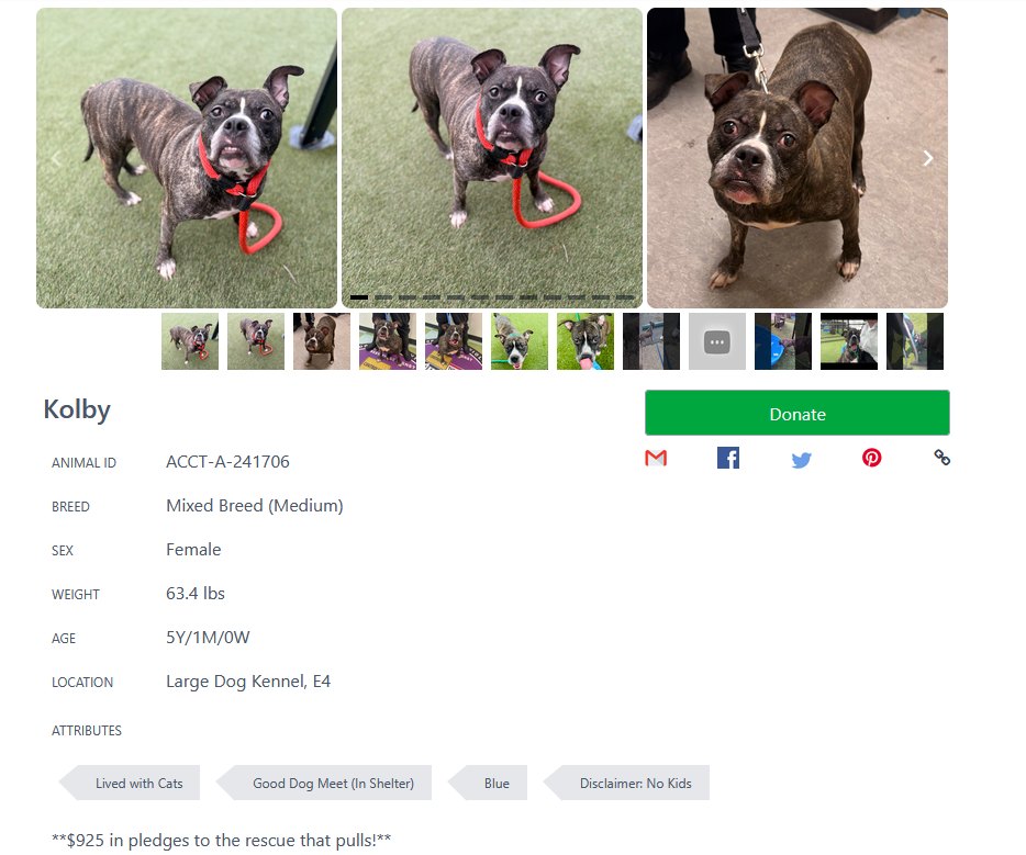 Urgent: Adopt or foster Tansy, Choo, and Kolby from ACCT Philly today