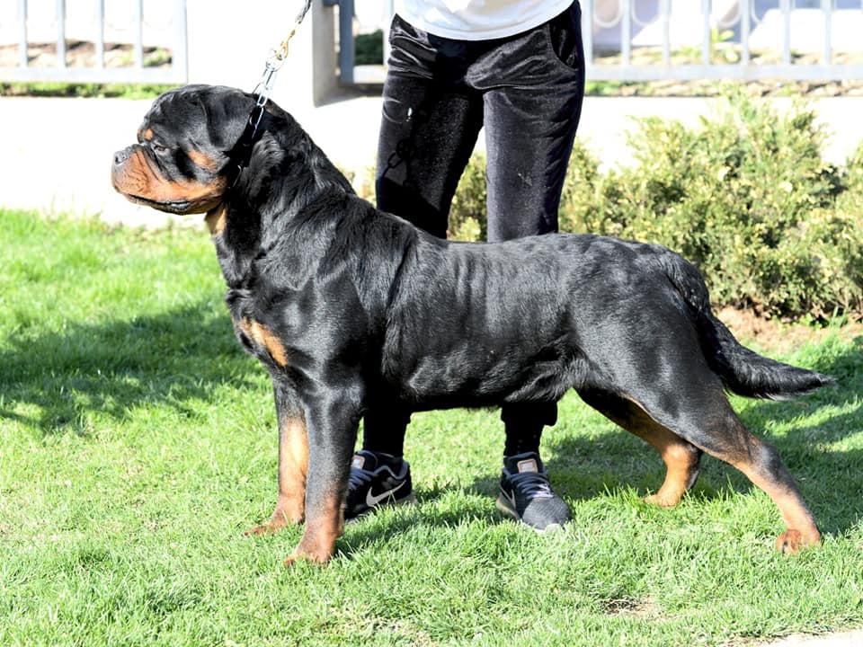 MARSHALL ROTCO-ROLER Hd-A,... - Rotco Roler Rottweilers | Facebook