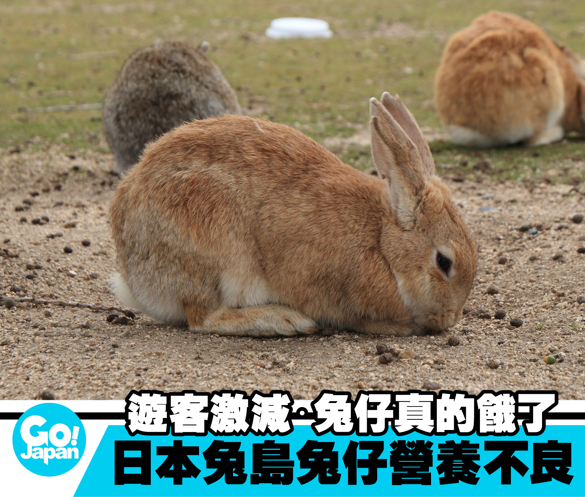 【疫報｜遊客激減・兔仔真的餓了・日本兔島兔仔營養不良】... - Gojapan去日本by unclenine | Facebook