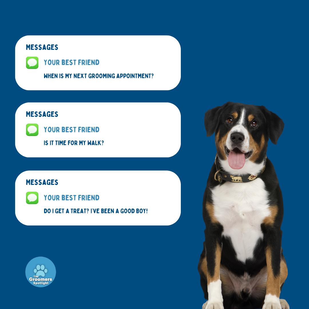 Ding ding, it's me again... - Find a registered Dog Groomer
