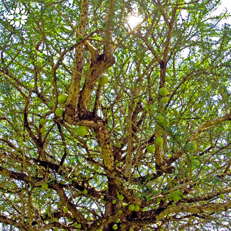 Jardines - ¿Sabías que... del fruto del árbol de el Cuatecomate se ...
