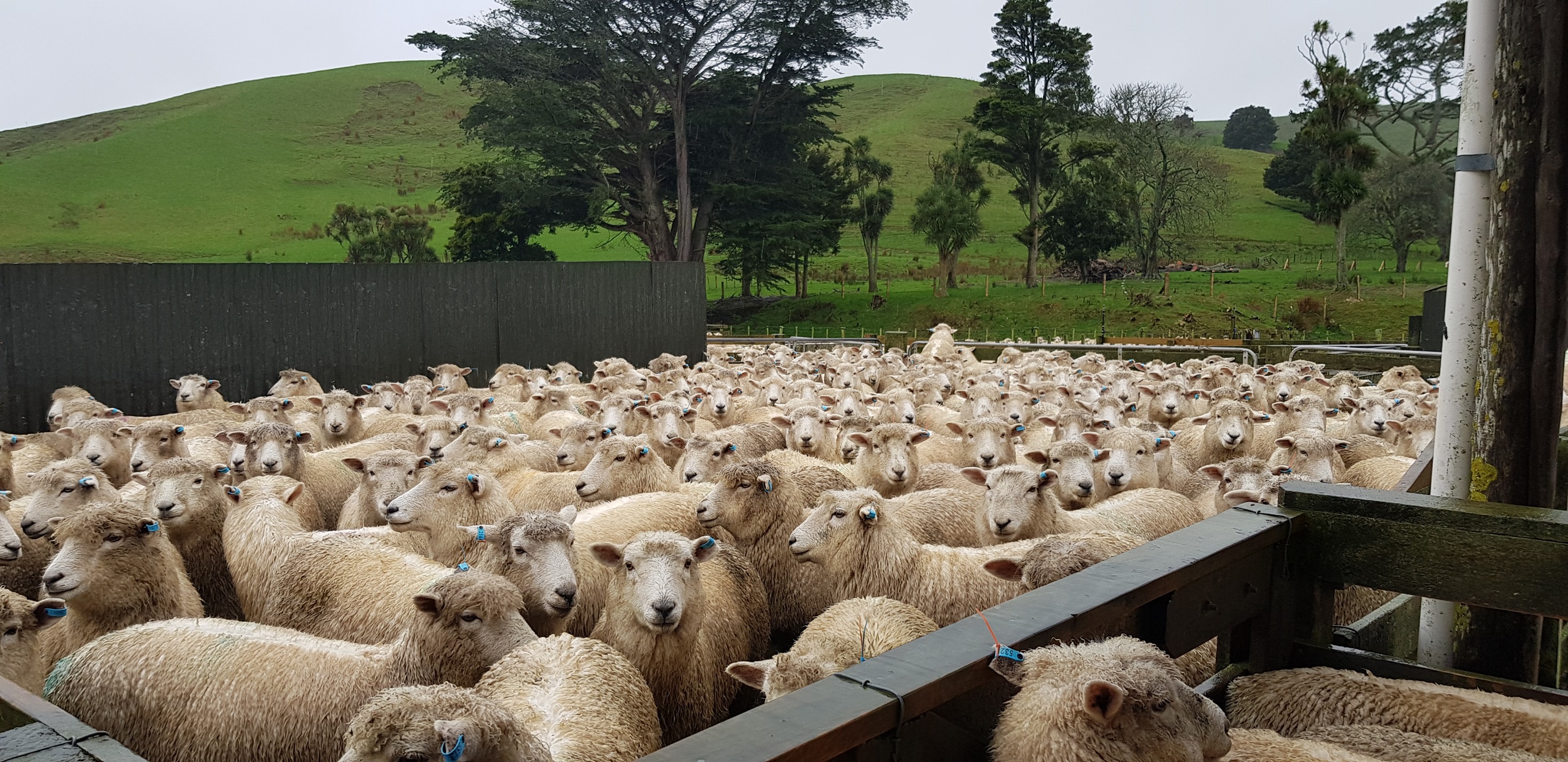 Wairere - The last of the mature ewe scanning results are... | Facebook