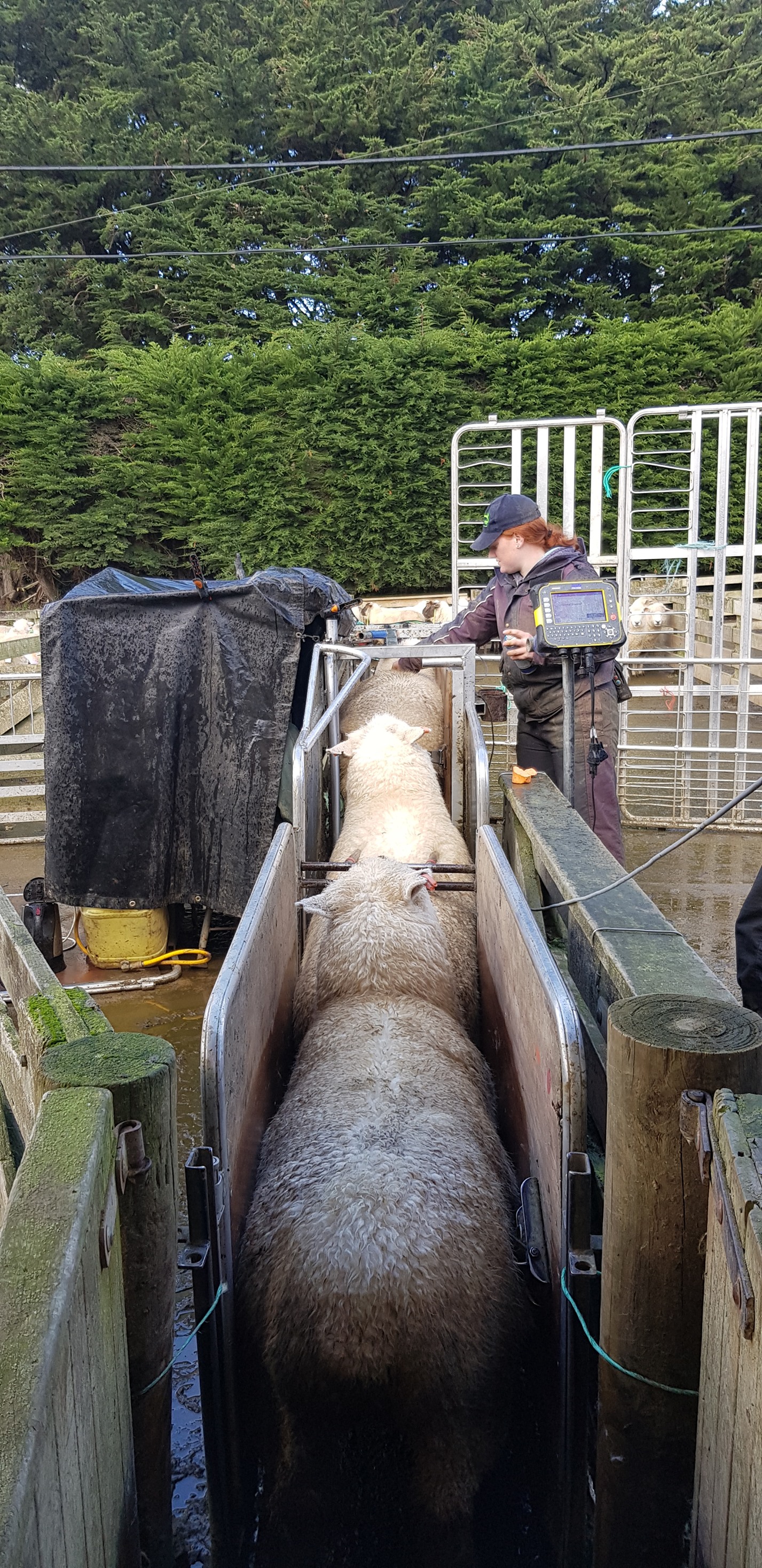 Wairere - The last of the mature ewe scanning results are... | Facebook