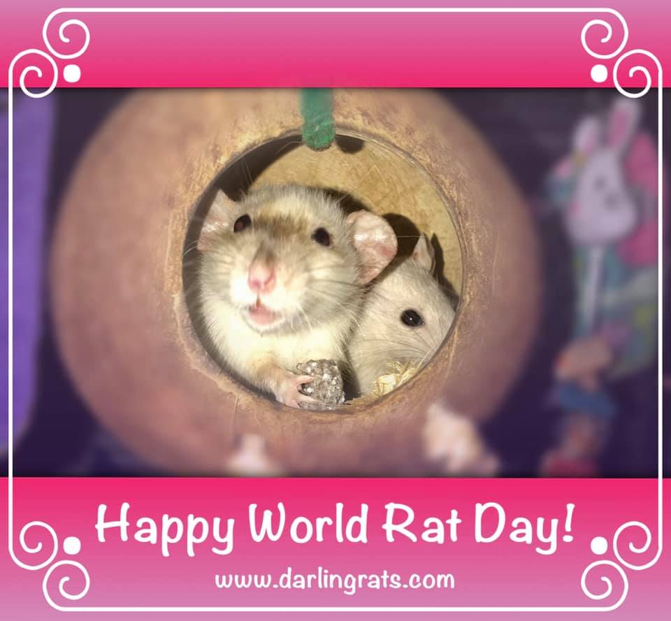 Darling Rats - Happy World Rat Day! Give your rats extra...
