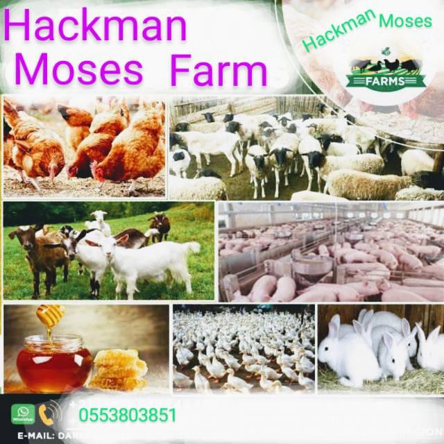 Hackman Moses poultry farm