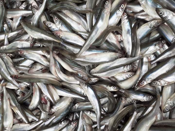 Pärnu kalur - Värske tint otse merest 2€kg (alates 5kg).... | Facebook