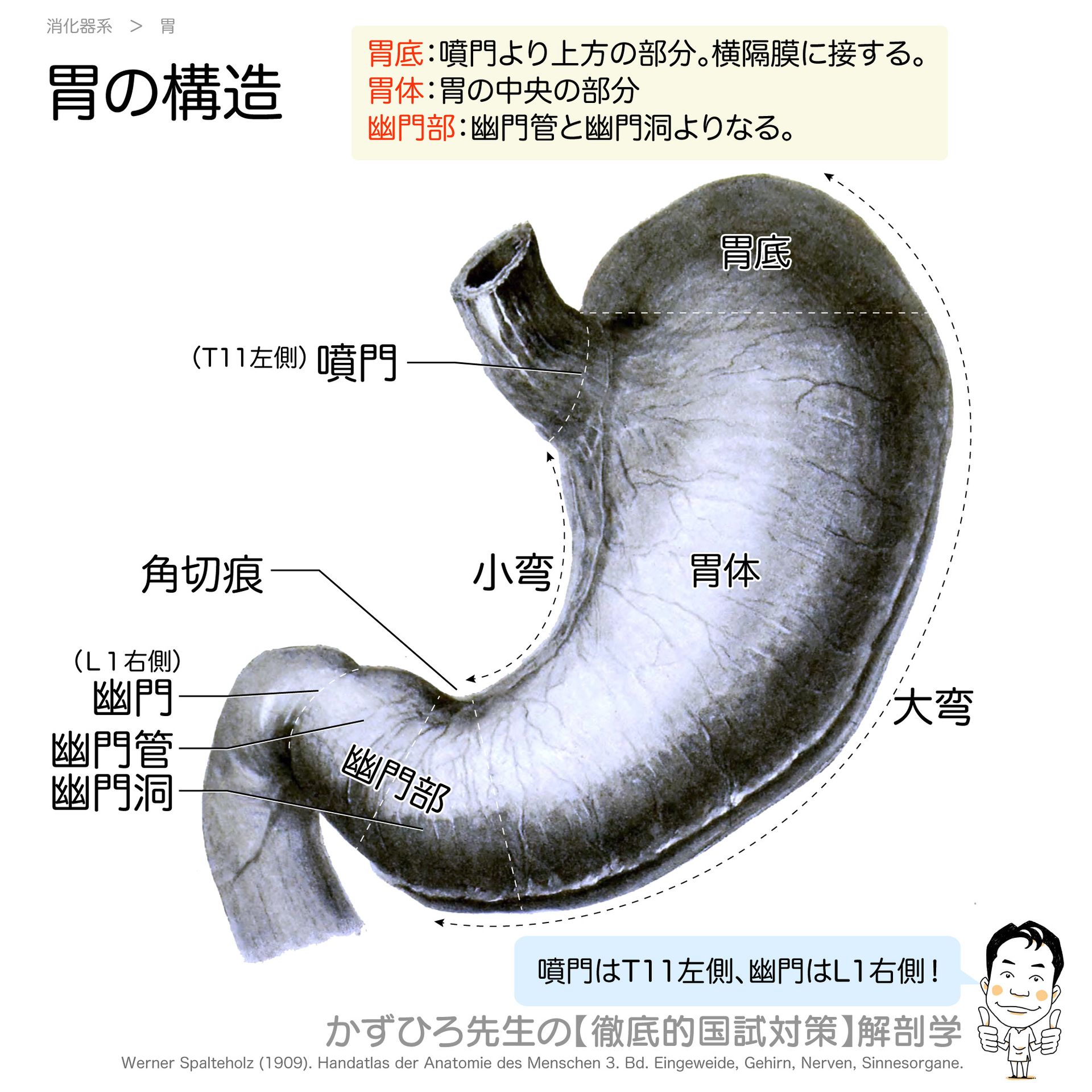 かずひろ先生の【徹底的国試対策】解剖学 - 【胃の構造】 胃底：噴門より上方の部分。横隔膜に接する。 胃体：胃の中央の部分 幽門部：幽門管と ...