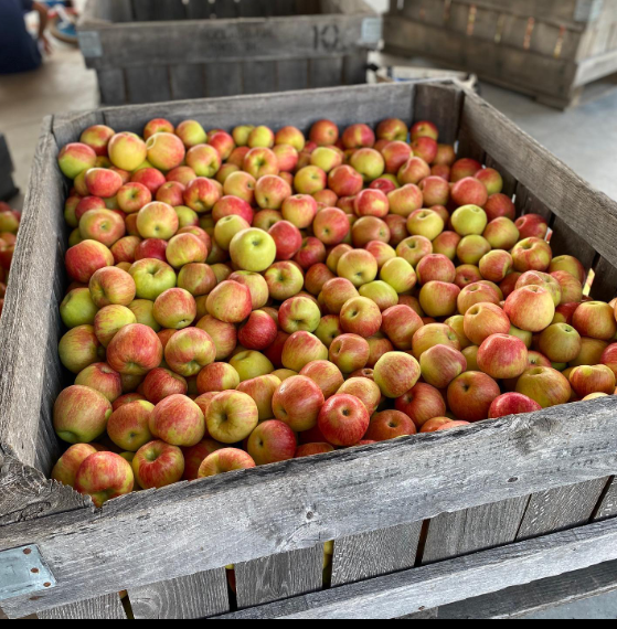 Local Peaches Available at Liberty... - Liberty Apple Orchard | Facebook
