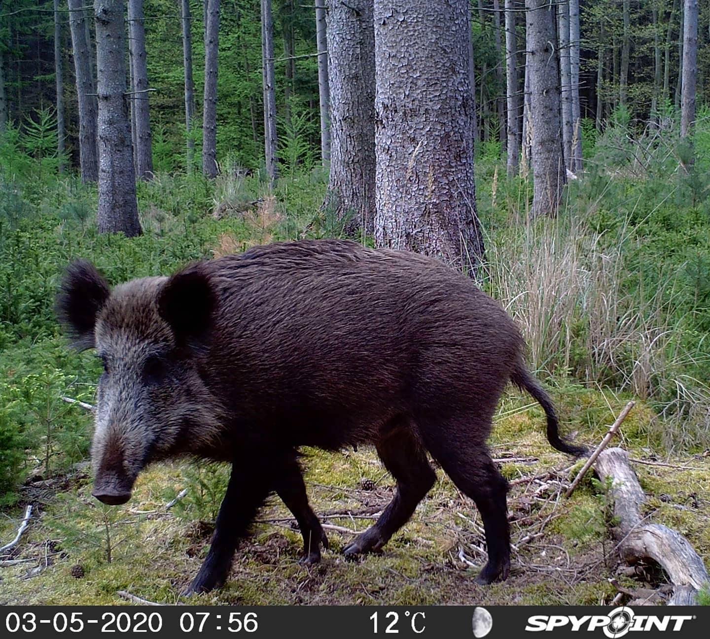 European Trail Cam Pics - wild boar | Germany #spypoint #trailcamera # ...