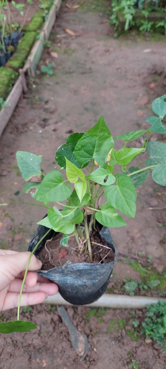 Giống cây rau lang, thực phẩm làm sạch đường ruột chống táo bón