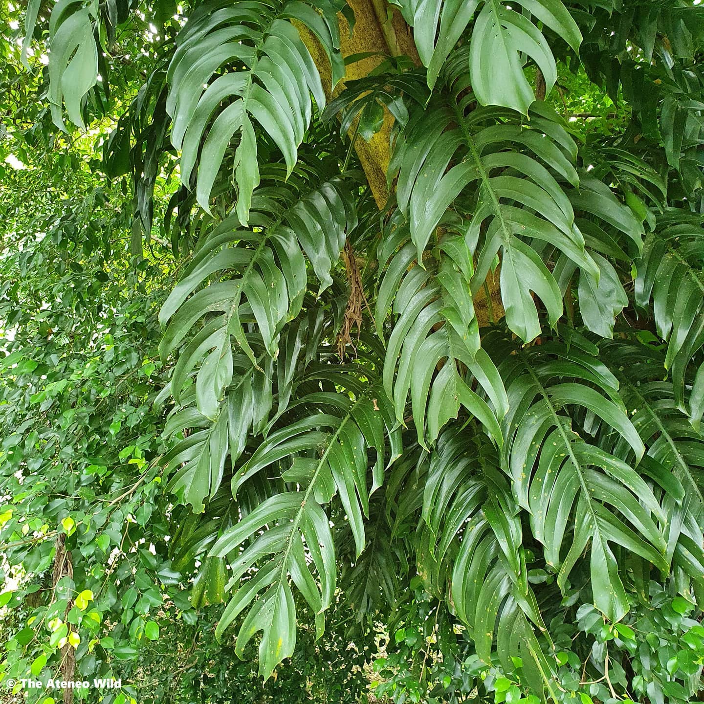 The Ateneo Wild - Just look at the lush growth and large leaves of this ...