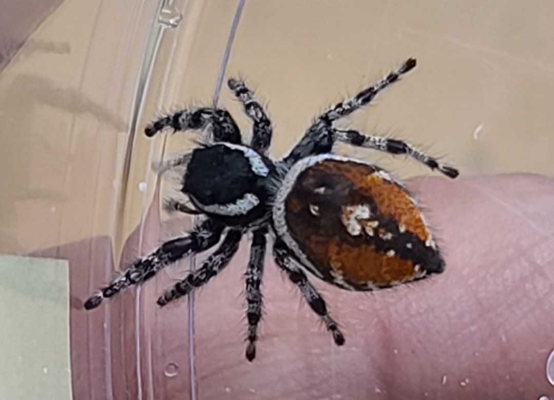 Tyrell's tufted jumping spider jumpers